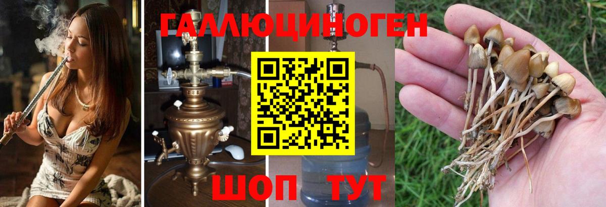 Псилоцибиновые грибы GOLDEN TEACHER Дзержинск